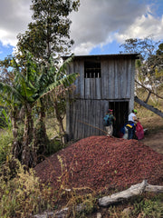 Photo of a wooden structure at Cinco de Junio with a large mound of coffee cherries on the ground outside.